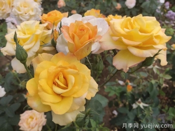 月季花品種會(huì)隨著時(shí)間發(fā)展而減少嗎？