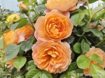 哪些月季不適合作為切花？