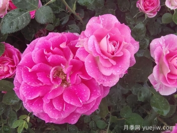 月季花能抗多少度的低溫？