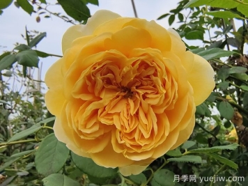 藤本月季最低能耐寒多少度？
