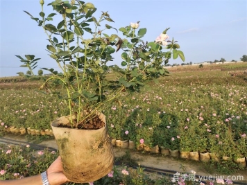 ?月季為什么掉葉子？
