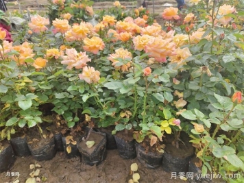 夏季如何養(yǎng)月季？夏季月季養(yǎng)護(hù)秘籍