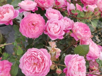 月季怎么養(yǎng)開花久？