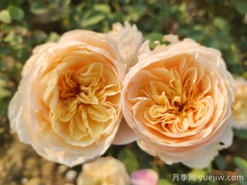 朱麗葉月季的優(yōu)缺點(diǎn)和養(yǎng)護(hù)技巧