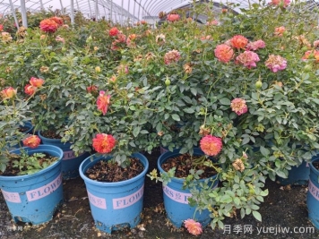 月季花白粉病如何防治？