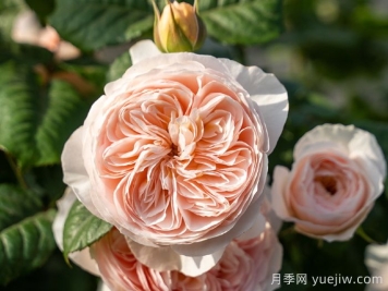 涵仙月季需要春化嗎？