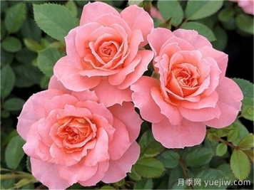 三文魚月季和珊瑚果凍月季的區(qū)別？