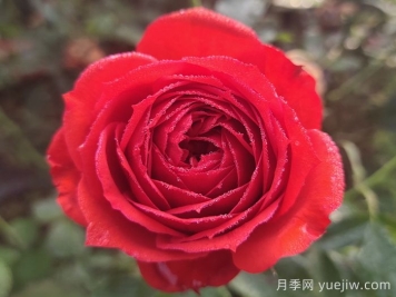 紅蘋果月季與紅色果汁月季有什么區(qū)別？