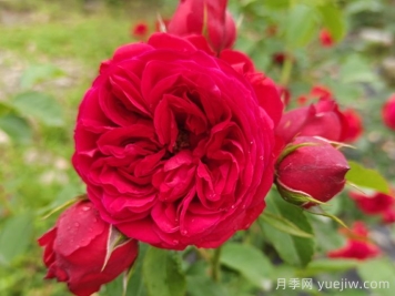 紅蘋果月季和紅舞裙月季有什么區(qū)別？