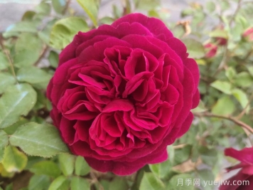黑魚子醬月季和黑伍德月季哪個好？