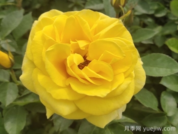 金鳳凰月季的優(yōu)缺點是什么？