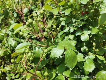 月季花苞需要疏蕾嗎？