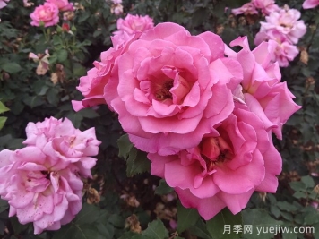 月季多開花的養(yǎng)護(hù)要點