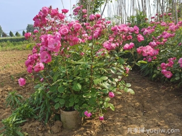 護(hù)坡可以種月季花嗎？