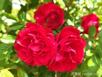 紅木香月季和夏令營月季有什么區(qū)別？