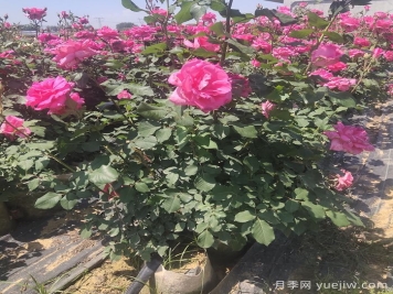 月季開完花，不同狀態(tài)和季節(jié)怎樣修剪？