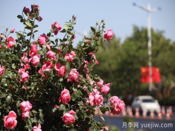 濱州月季：市花月季綻放，繁花似錦惹人醉！