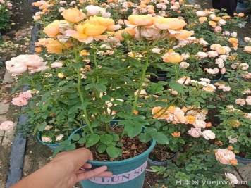 哪里能買到對版的月季？月季網(wǎng)告訴你