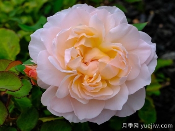 抹大拉的瑪麗亞月季/瑪麗亞瑪達琳