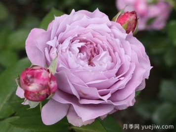 諾瓦利斯月季/藍花詩人/波塞冬