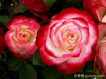 摩納哥公爵月季/櫻桃派對月季/櫻桃凍糕