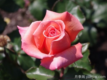 格特魯?shù)率╉f策月季