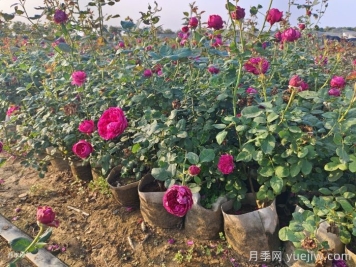 夏季月季一天澆幾次水？