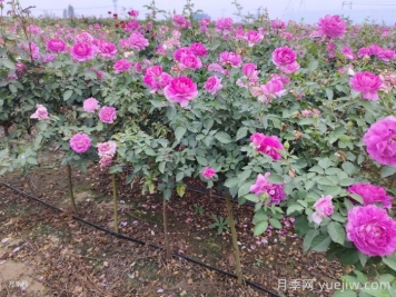 月季夏天怎么養(yǎng)？夏季月季的養(yǎng)殖注意事項(xiàng)