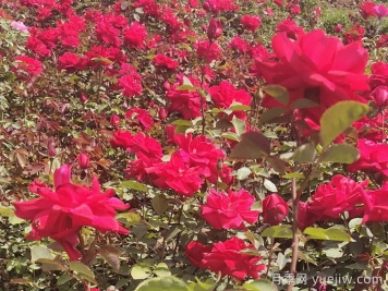 紅五月月季