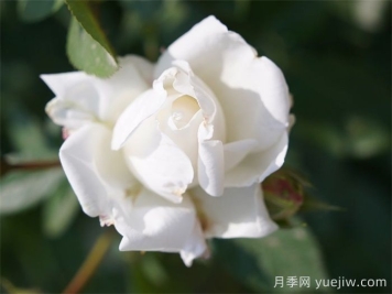 雪夫人月季