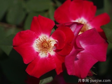 赤璧月季