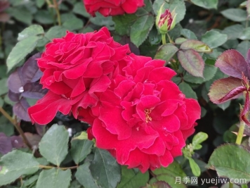 薩曼莎月季