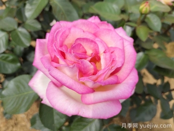 摩納哥公主月季