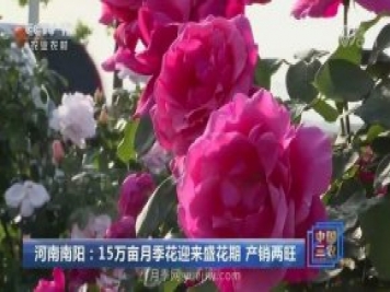 河南南陽：15萬畝月季花迎來盛花期 產銷兩旺
