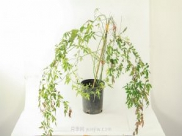 紅木香是什么花，耐寒可達(dá)零下20度