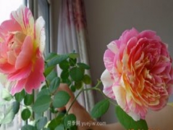 推薦適合夏天養(yǎng)的5種月季花，花量大不怕曬