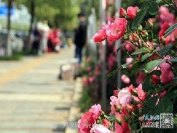 江西南昌350萬株月季盛開，美爆洪城街頭