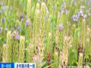 南陽桐柏：10萬畝夏枯球大豐收 畝入8000元農(nóng)戶實現(xiàn)增收