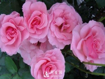溫室月季小苗種植需要注意哪些事項？