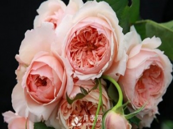 盆栽藤本月季怎么施肥，以下技巧來學(xué)習(xí)吧