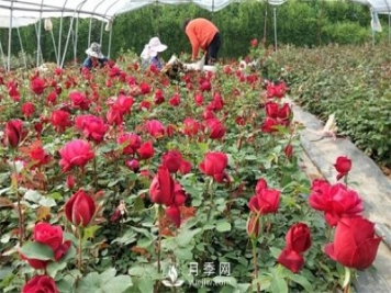 老棵月季苗批發(fā)價(jià)格多少？多年生月季苗成活率高？