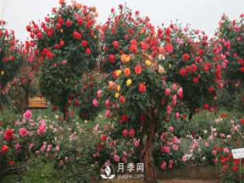 新型月季花，要遵循什么方法，才栽培出來？