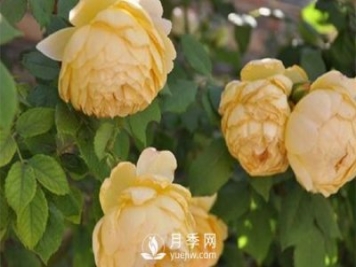 發(fā)酵農(nóng)家肥不徹底對南陽月季花有什么影響？