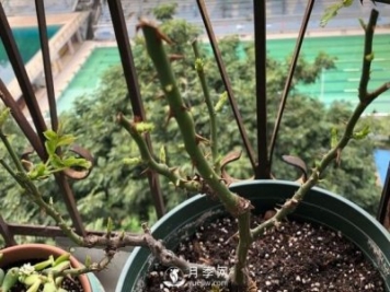月季如何抹芽？這三類芽必除之！