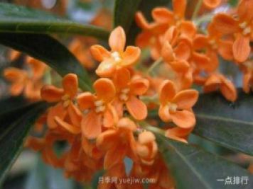 桂花哪個品種最名貴？名貴桂花品種排名