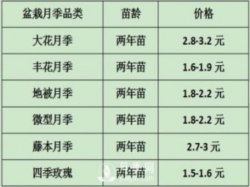 2021年春季盆栽月季市場(chǎng)報(bào)價(jià) 盆花月季多少錢(qián)一棵？