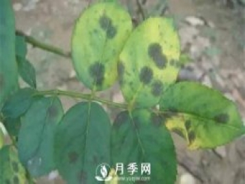 養(yǎng)護(hù)好月季花，這些蟲(chóng)害技巧你要知道