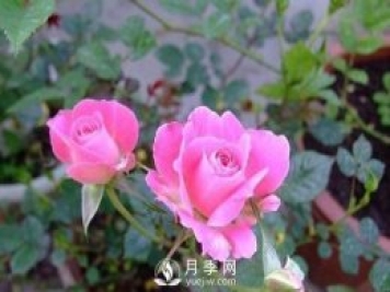 1種酸泡2小時，月季扦插生根快，白根長10厘米，生根13條