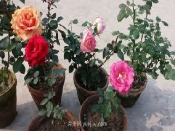 盆栽月季度夏養(yǎng)護手冊，病蟲害防治和促花技巧