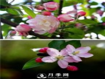 海棠花，與牡丹、蘭花、梅花并稱為“中國春花四絕”